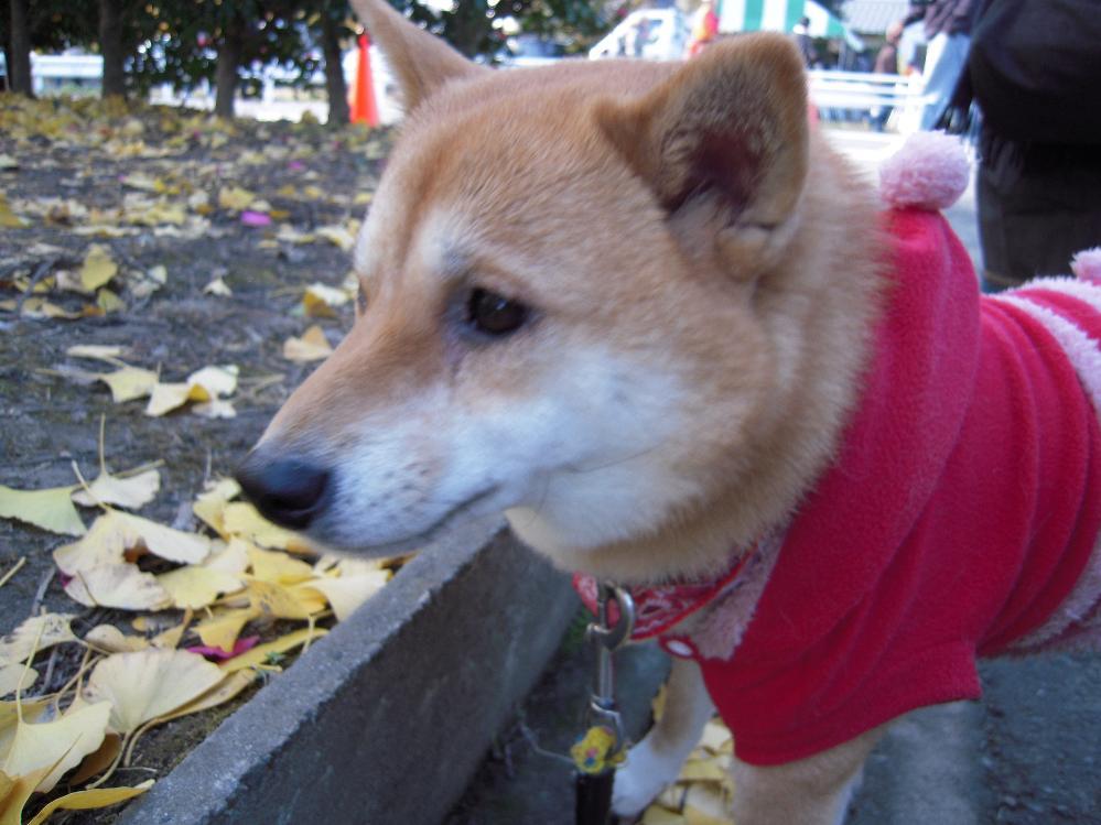 祖父江銀杏 024.jpg